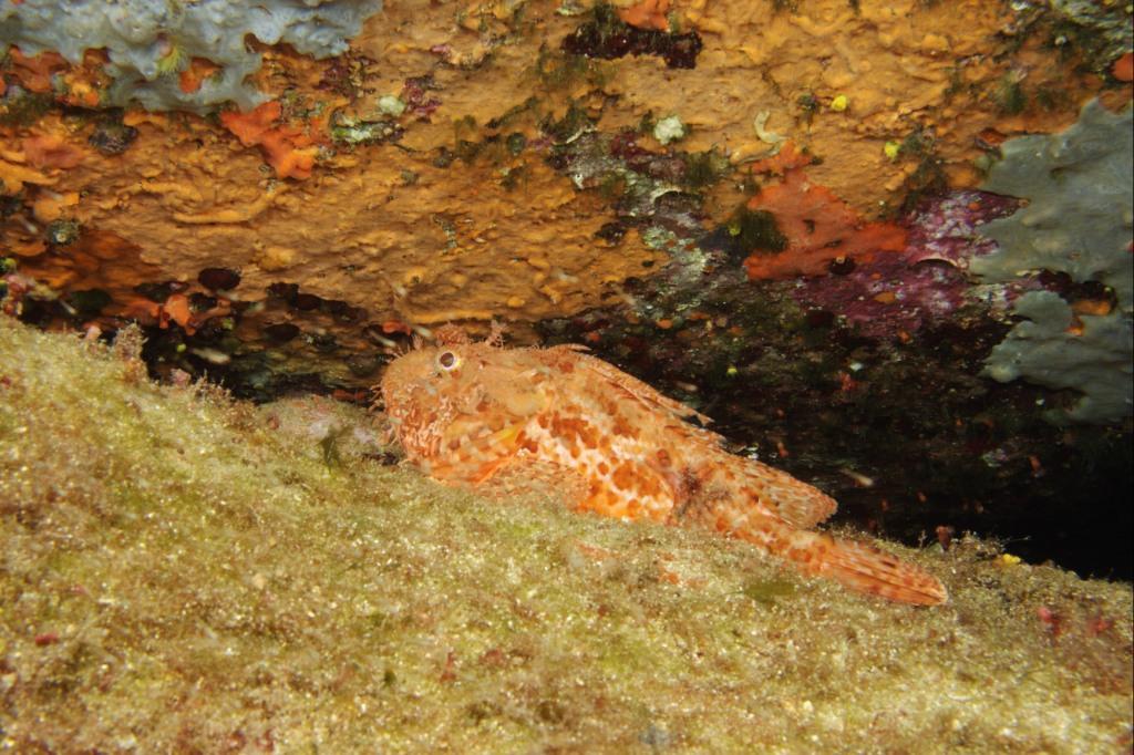 Scorpaena notata